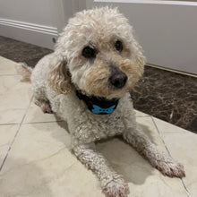 Load image into Gallery viewer, Anti Barking Collar