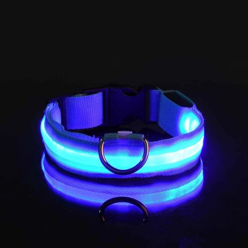 Best lighted dog collar best sale