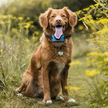 Load image into Gallery viewer, Anti Barking Collar