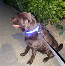 Load image into Gallery viewer, Rechargeble LED Dog Collar