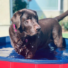 Load image into Gallery viewer, Deluxe Portable Dog Pool