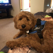 Load image into Gallery viewer, No Pull Personalised Dog Harness