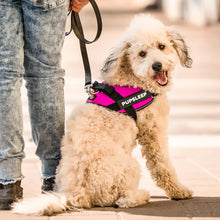 Load image into Gallery viewer, No Pull Personalised Dog Harness