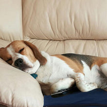 Load image into Gallery viewer, Heated Pet Bed